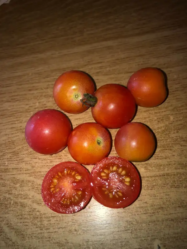 Tomaten: Pink Champagne