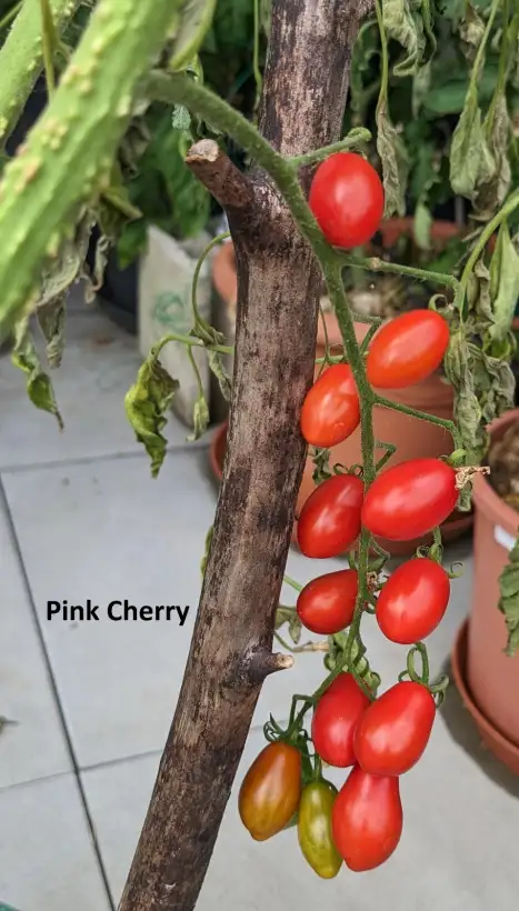 Tomaten: Pink Cherry