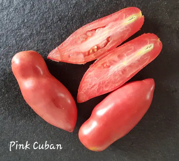 Tomaten: Pink Cuban