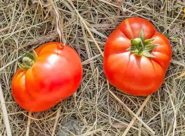 Tomaten: Pink Dwarf Champion