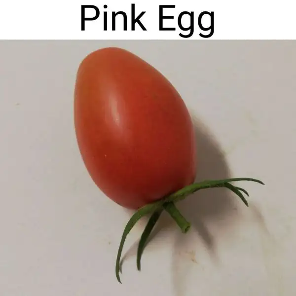 Tomaten: Pink Egg