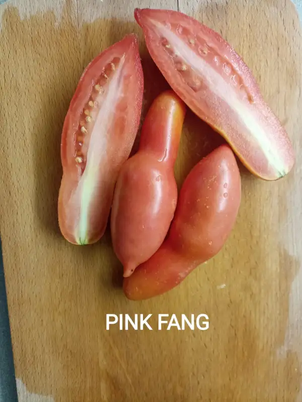 Tomaten: Pink Fang