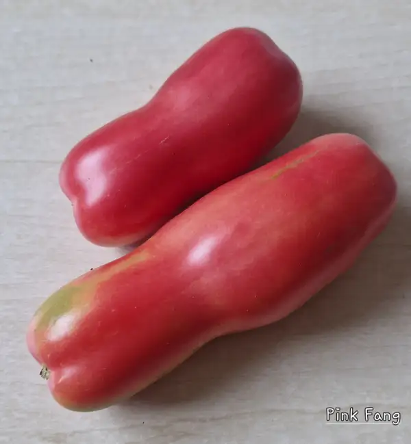 Tomaten: Pink Fang