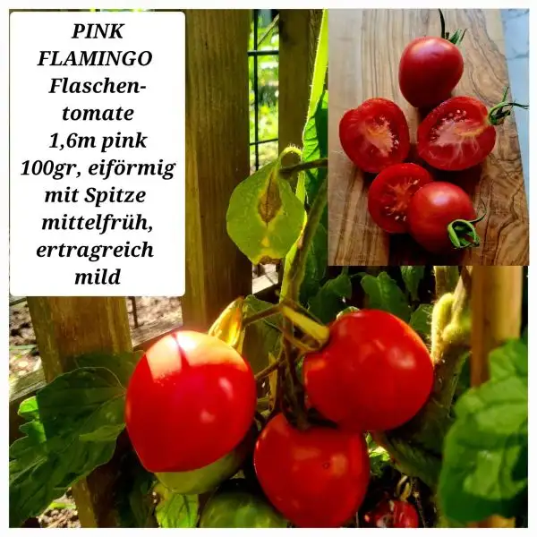 Tomaten: PINK FLAMINGO