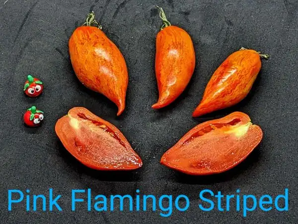 Tomaten: Pink Flamingo Striped