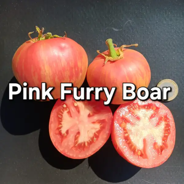 Tomaten: Pink furry boar