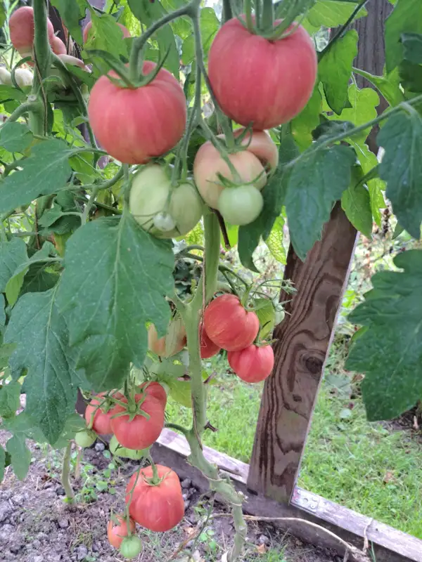 Tomaten: Pink furry boar