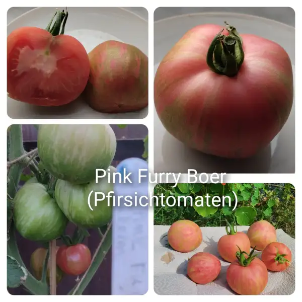 Tomaten: Pink Furry Boer - Pfirsichtomaten.