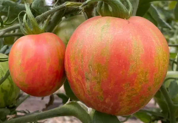 Tomaten: Pink Fury Boar