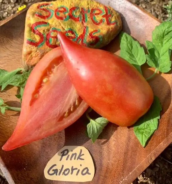 Tomaten: Pink Gloria