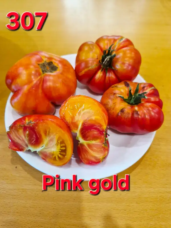 Tomaten: Pink gold