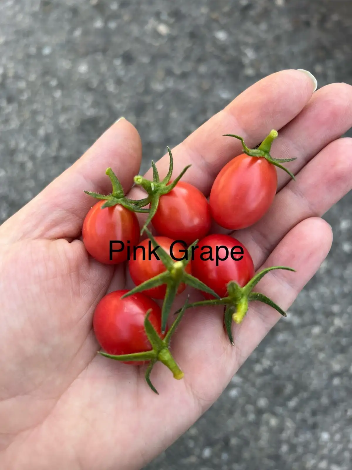 Tomaten: Pink Grape