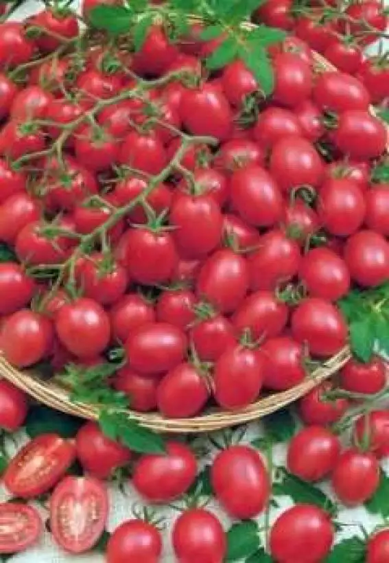 Tomaten: Pink Grape