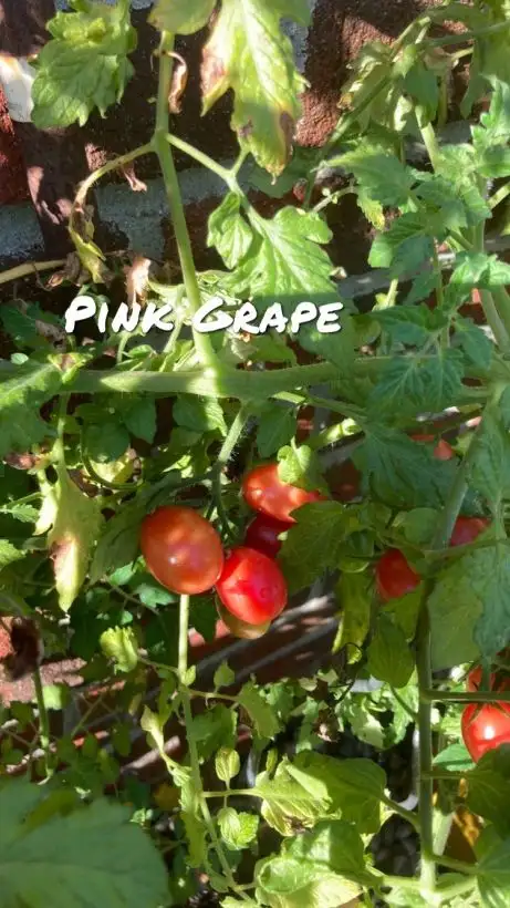 Tomaten: Pink Grape