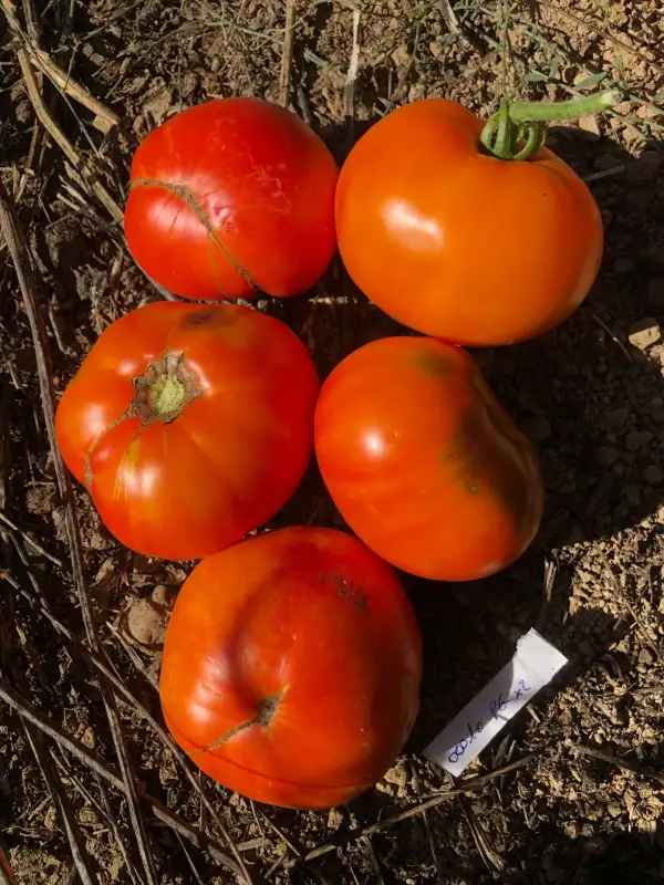 Tomaten: Pink Grapefruit