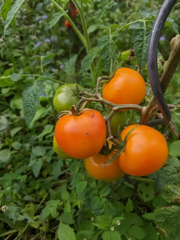 Tomaten: Pink Grapefruit