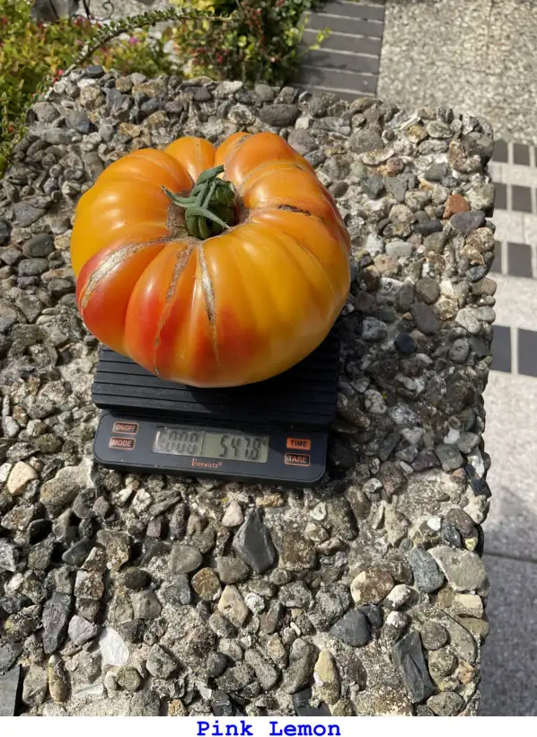 Tomaten: Pink Lemon