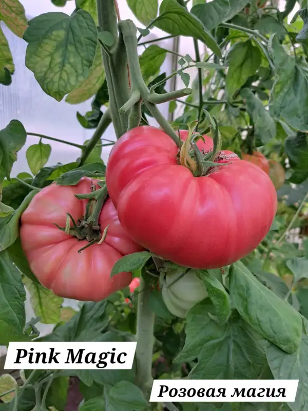 Tomaten: Pink Magic