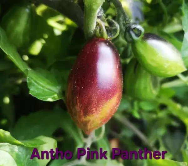 Tomaten: Pink Panther