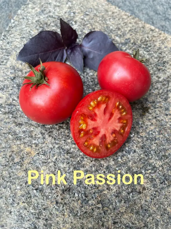 Tomaten: Pink Passion