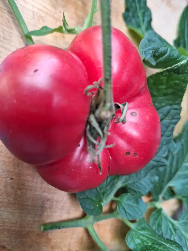 Tomaten: Pink Passion