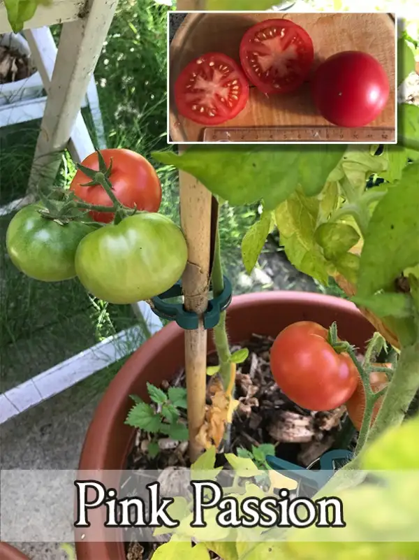 Tomaten: Pink Passion