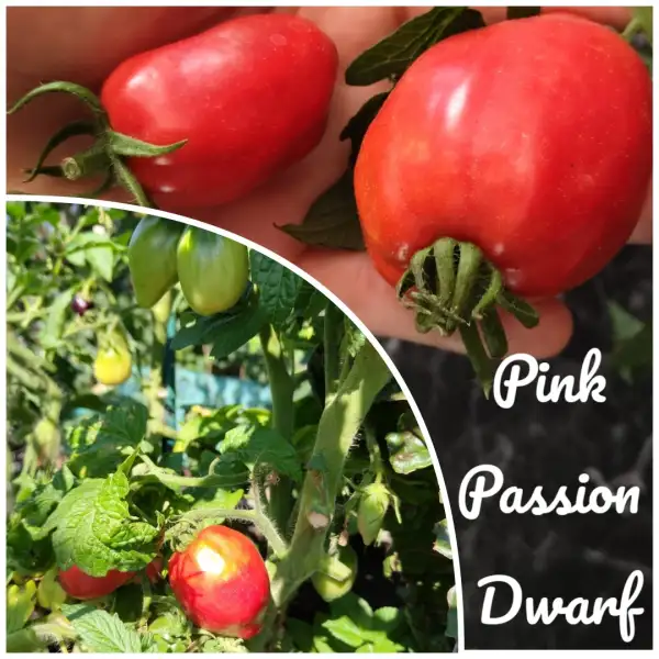 Tomaten: Pink Passion Dwarf