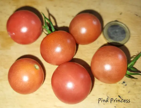 Tomaten: Pink Princess