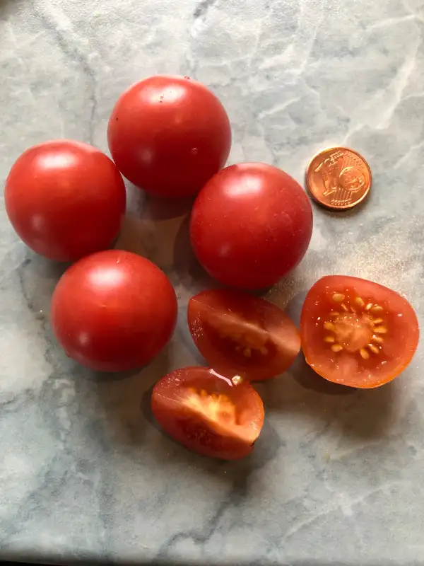 Tomaten: Pink Princess