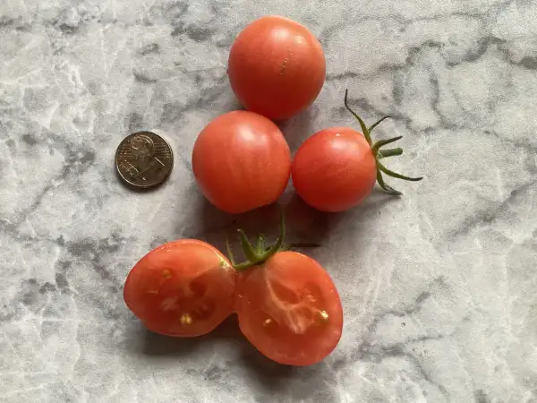 Tomaten: Pink Princess