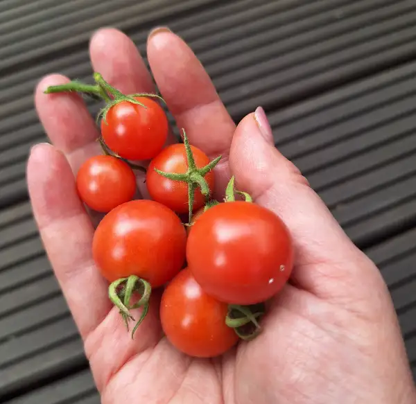 Tomaten: Pink Princess