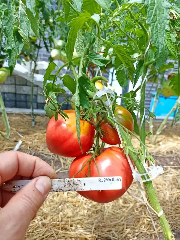 Tomaten: Pink Russian 117