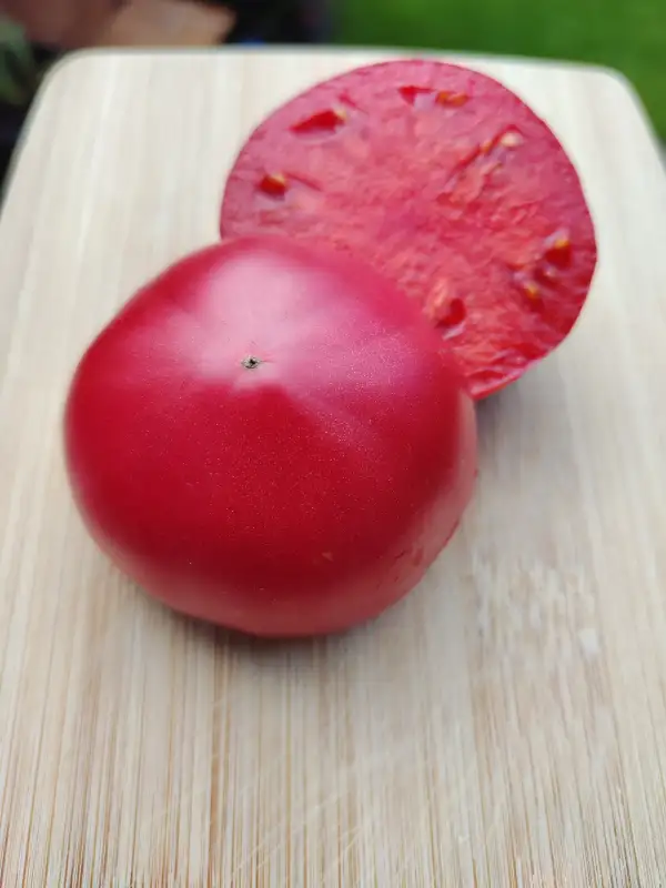 Tomaten: Pink Russian 117
