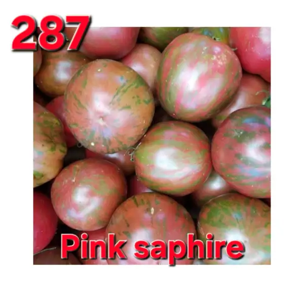 Tomaten: Pink Saphire