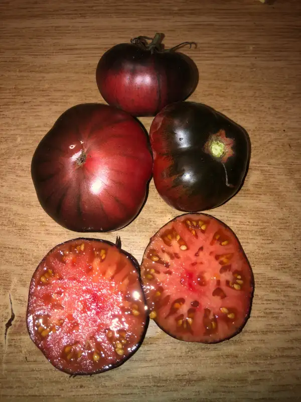 Tomaten: Pink Siberian Tiger