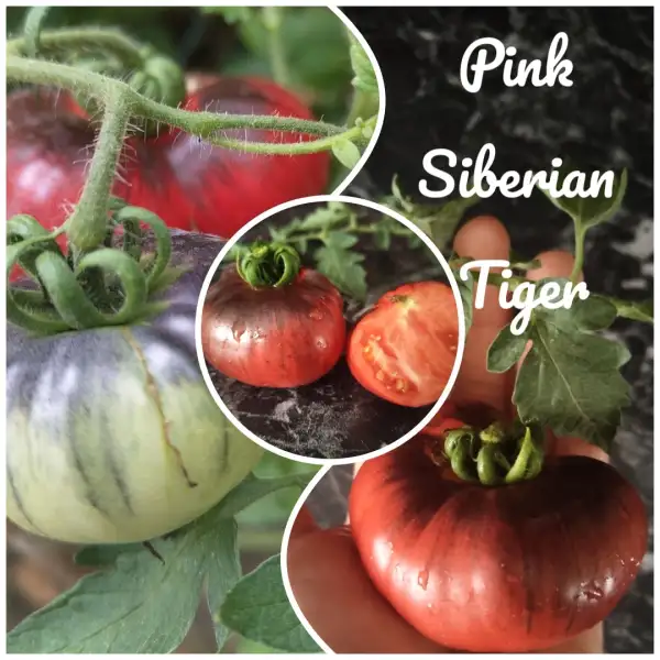 Tomaten: Pink Siberian Tiger