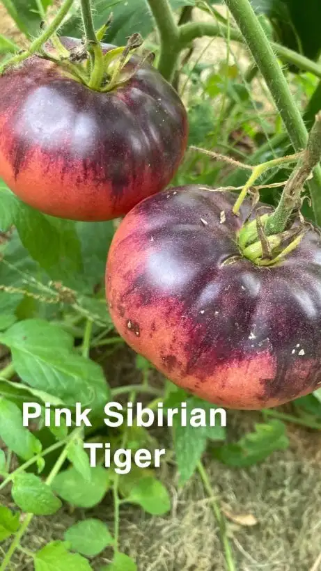 Tomaten: Pink Siberian Tiger