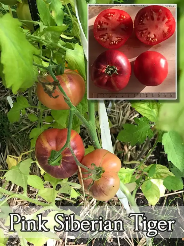 Tomaten: Pink Siberian Tiger