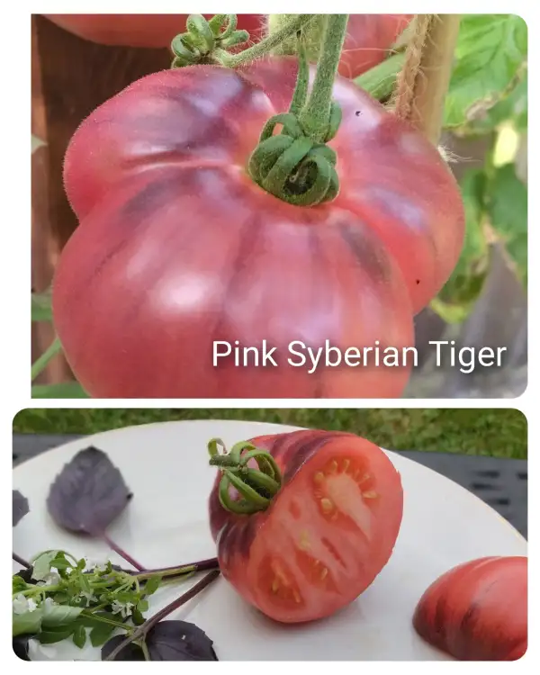 Tomaten: Pink Syberian Tiger