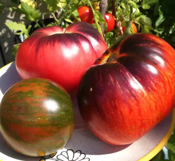 Tomaten: Pink Syberian Tiger