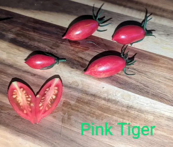 Tomaten: Pink Tiger