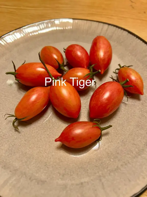 Tomaten: Pink Tiger