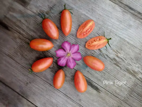 Tomaten: Pink Tiger