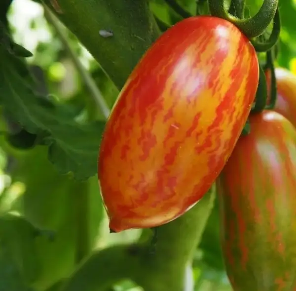 Tomaten: Pink Tiger