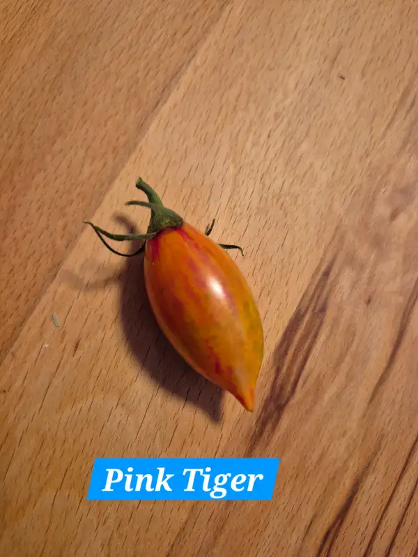 Tomaten: Pink Tiger