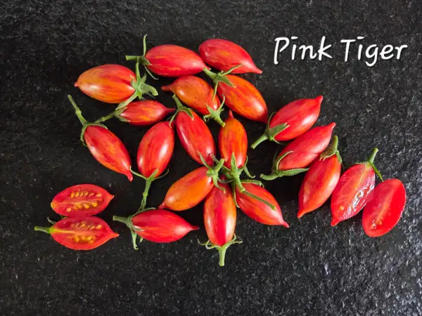 Tomaten: Pink Tiger