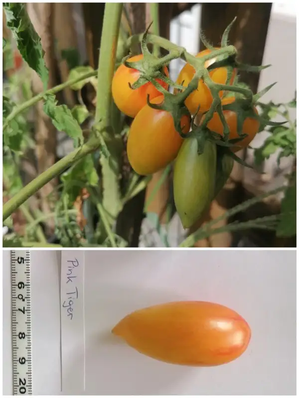 Tomaten: Pink Tiger