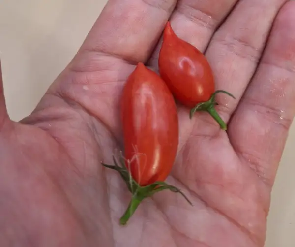 Tomaten: Pink Tiger