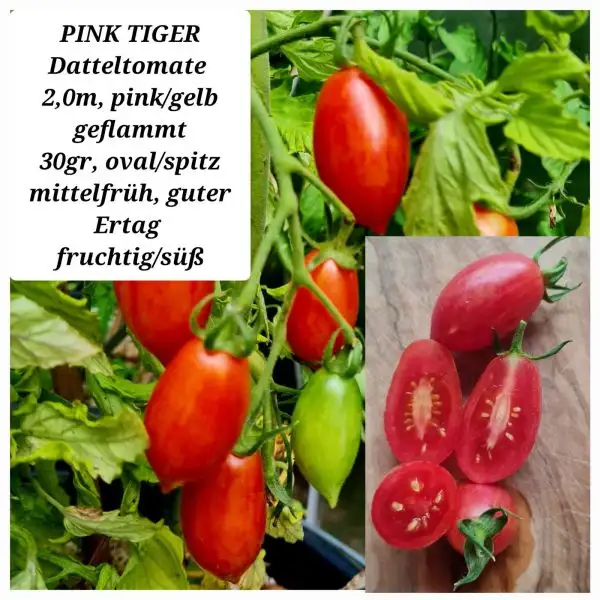 Tomaten: Pink Tiger