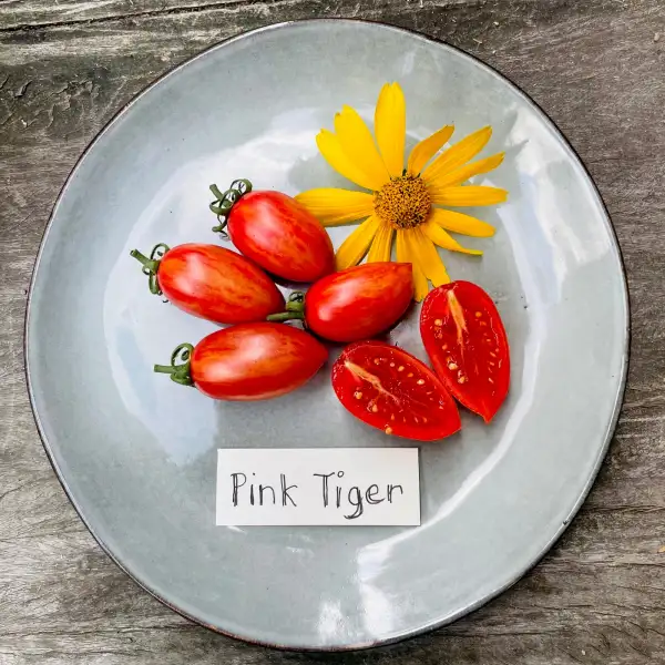 Tomaten: Pink Tiger.          Demeter